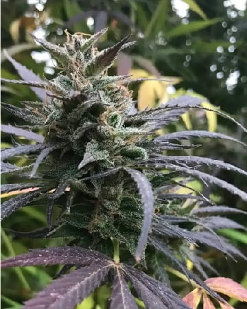 Finest Love Potion #1 Cannabis Seeds by Growers Choice Seeds, Photoperiod cannabis strain