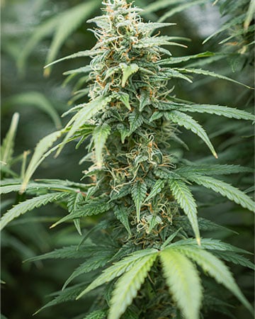 Premium Mango Cannabis Seeds by Growers Choice Seeds, Photoperiod cannabis strain