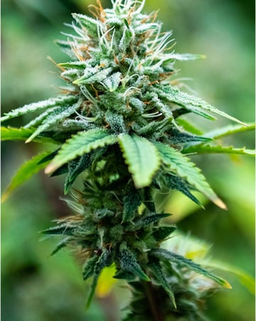 Superior Martian Candy Cannabis Seeds by Growers Choice Seeds, Photoperiod cannabis strain
