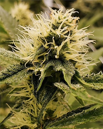 Premium Matanuska Thunder Seeds by Growers Choice Seeds, Photoperiod cannabis strain