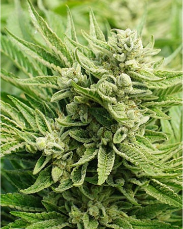 Premium Maui Wowie Cannabis Seeds by Growers Choice Seeds, Photoperiod cannabis strain