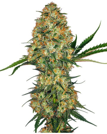 Top-Shelf Mercury OG Cannabis Seeds by Growers Choice Seeds, Photoperiod cannabis strain