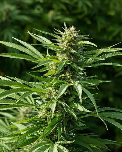 Monkey glue by Growers Choice Seeds, Photoperiod cannabis strain