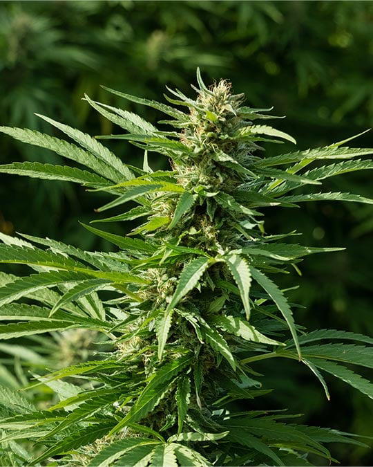 Monkey glue by Growers Choice Seeds, Photoperiod cannabis strain