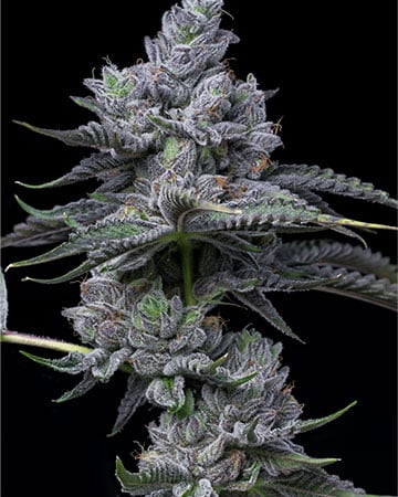 Finest Montana Silvertip Cannabis Seeds by Growers Choice Seeds, Photoperiod cannabis strain