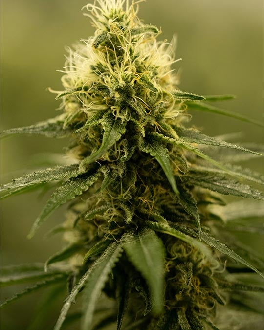 Premium-Grade Neville’s Haze Feminized Seeds Cannabis Seeds by Growers Choice Seeds, Photoperiod cannabis strain