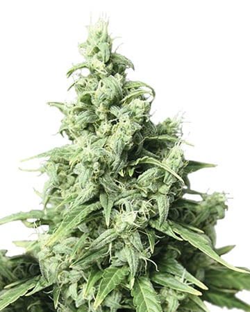 Obama Kush by Growers Choice Seeds, Photoperiod cannabis strain