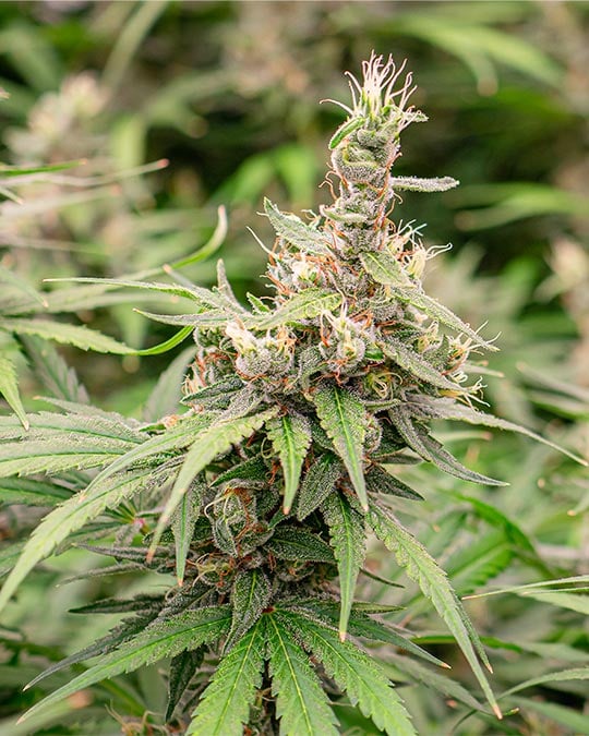 Best-Quality Orange Kush Cannabis Seeds by Growers Choice Seeds, Photoperiod cannabis strain