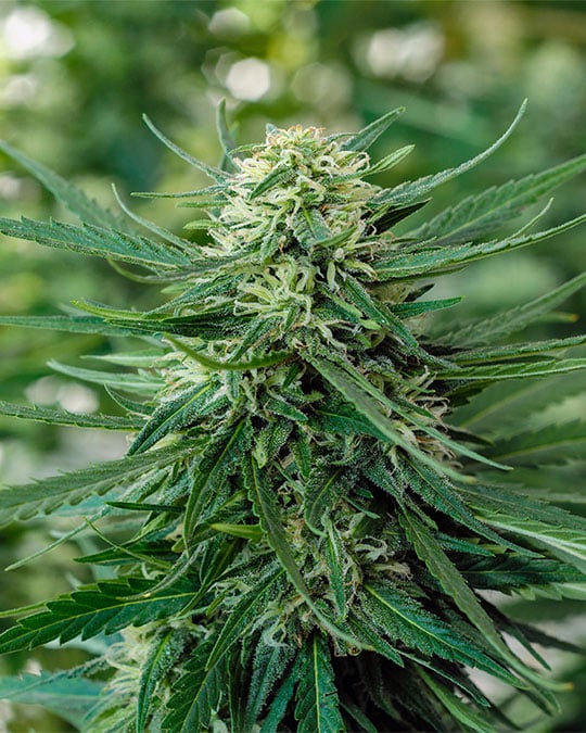 Oreoz Cannabis Seeds by Growers Choice Seeds, Photoperiod cannabis strain