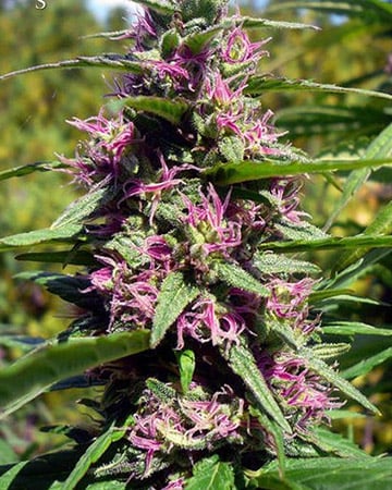Panama Red Cannabis Seeds by Growers Choice Seeds, Photoperiod cannabis strain