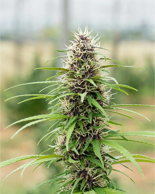 Top-Shelf Papaya Cannabis Seeds by Growers Choice Seeds, Photoperiod cannabis strain