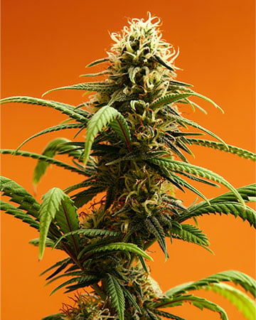 Buy Pez Strain Cannabis Seeds by Growers Choice Seeds, Photoperiod cannabis strain