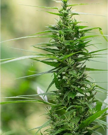 Superior Pincher's Creek Cannabis Seeds by Growers Choice Seeds, Photoperiod cannabis strain
