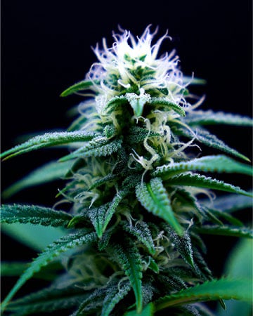 Superior-Quality Platinum Lemon Cherry Gelato Cannabis Seeds by Growers Choice Seeds, Photoperiod cannabis strain