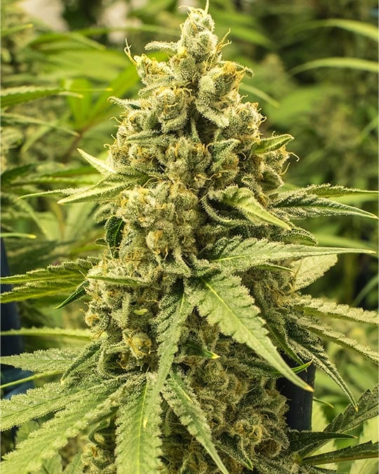 Pure Haze Seeds (Feminized) by Growers Choice Seeds, Photoperiod cannabis strain