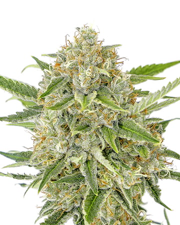 Top-Quality Purple Hindu Kush Seeds by Growers Choice Seeds, Photoperiod cannabis strain