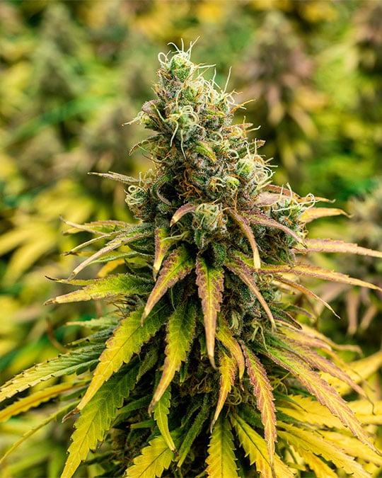 Premium Purple Punch Cannabis Seeds by Growers Choice Seeds, Photoperiod cannabis strain