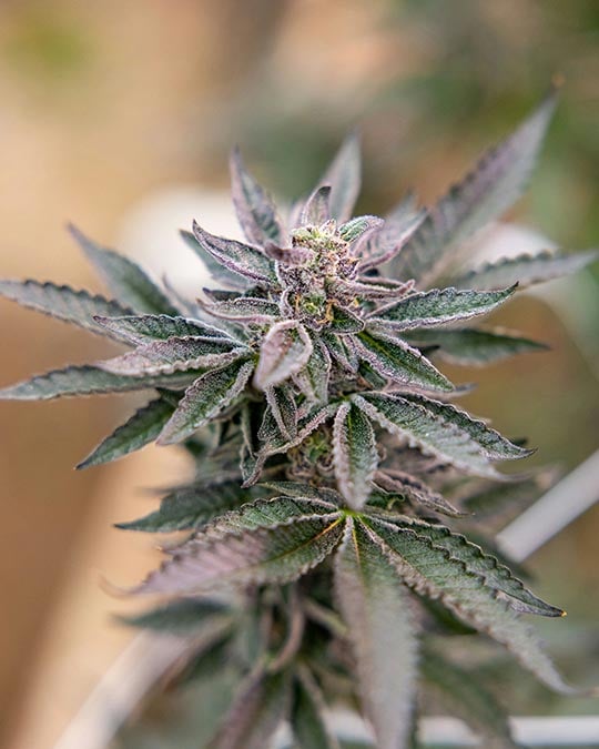 Purple Sunset Autoflower by Growers Choice Seeds, Autoflower cannabis strain