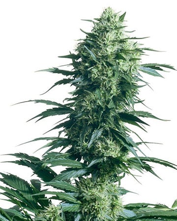 Superior Purple Trainwreck Cannabis Seeds by Growers Choice Seeds, Photoperiod cannabis strain