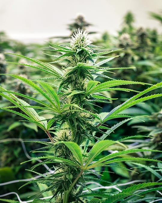 Buy Purple Urkle Cannabis Seeds by Growers Choice Seeds, Photoperiod cannabis strain