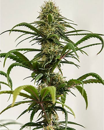 High-Potency Rainbow Belts Cannabis Seeds by Growers Choice Seeds, Photoperiod cannabis strain