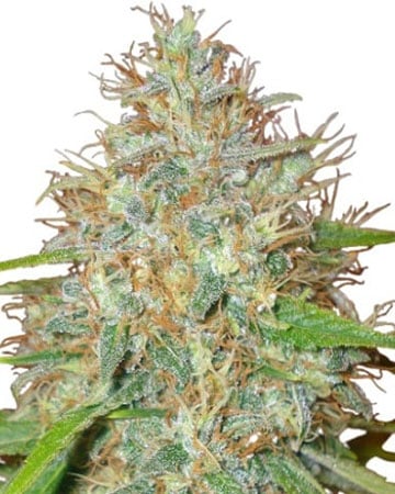 Best-Quality Ringo's Gift by Growers Choice Seeds, Photoperiod cannabis strain
