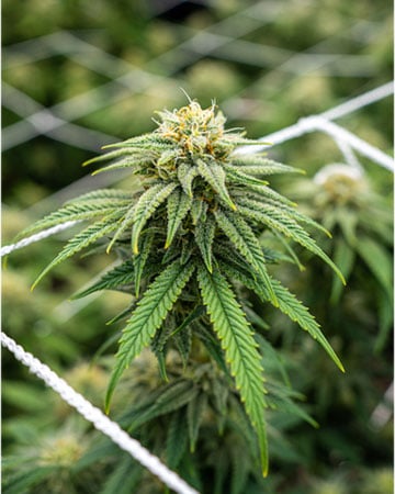 Premium Runtz Seeds by Growers Choice Seeds, Photoperiod cannabis strain