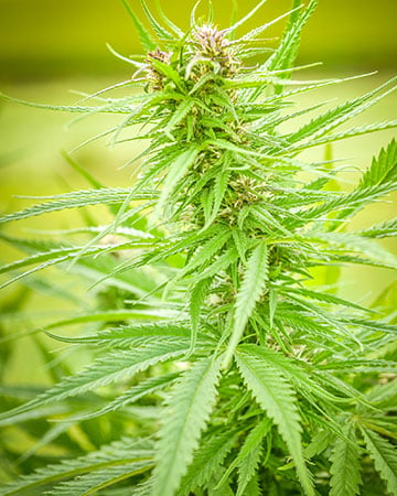 High-Grade Shiva Skunk Cannabis Seeds by Growers Choice Seeds, Photoperiod cannabis strain