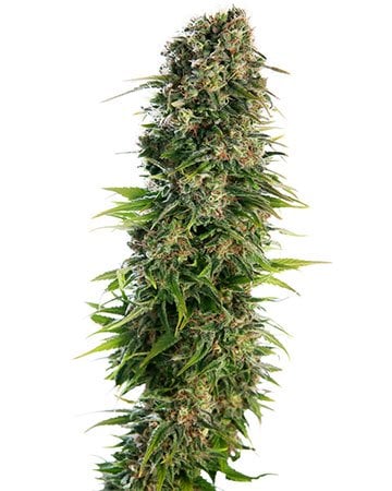 Premium Skunk Seeds Feminized by Growers Choice Seeds, Photoperiod cannabis strain