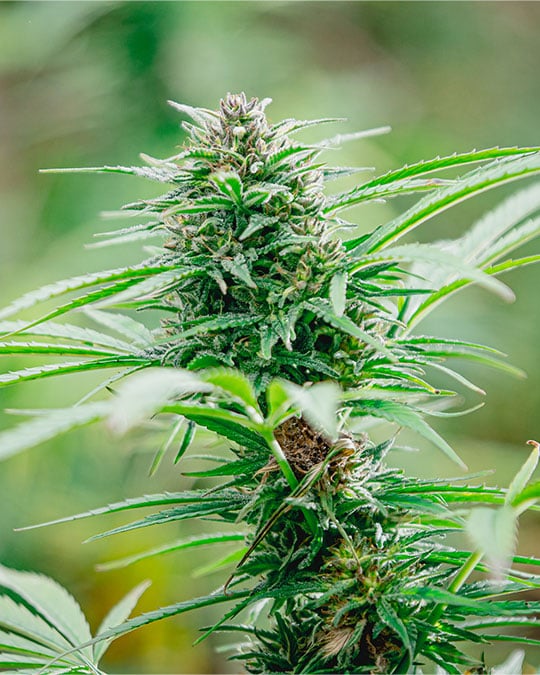 Buy Sour OG Seeds by Growers Choice Seeds, Photoperiod cannabis strain