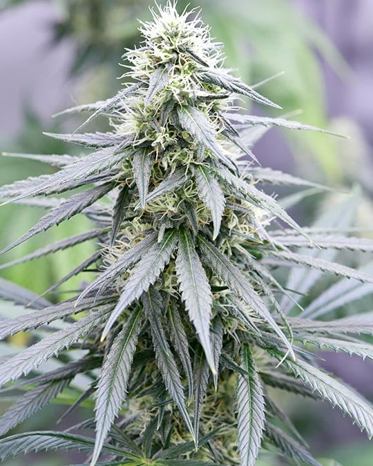 Superior Sour Tangie Cannabis Seeds by Growers Choice Seeds, Photoperiod cannabis strain