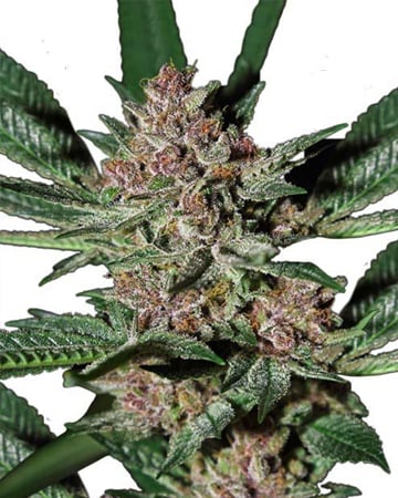 Elite Stinky Pink Cannabis Seeds by Growers Choice Seeds, Photoperiod cannabis strain