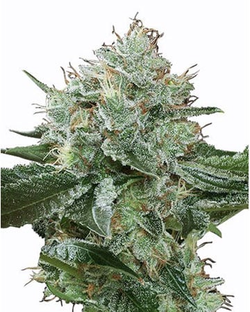 Premium Super Boof Seeds by Growers Choice Seeds, Photoperiod cannabis strain