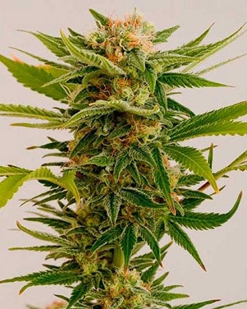 Premium Super Sour Diesel Seeds by Growers Choice Seeds, Photoperiod cannabis strain