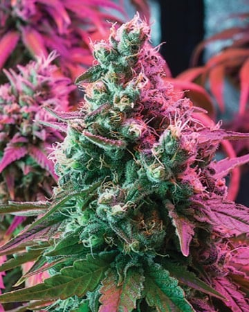 Top-Quality Suzy Q by Growers Choice Seeds, Photoperiod cannabis strain