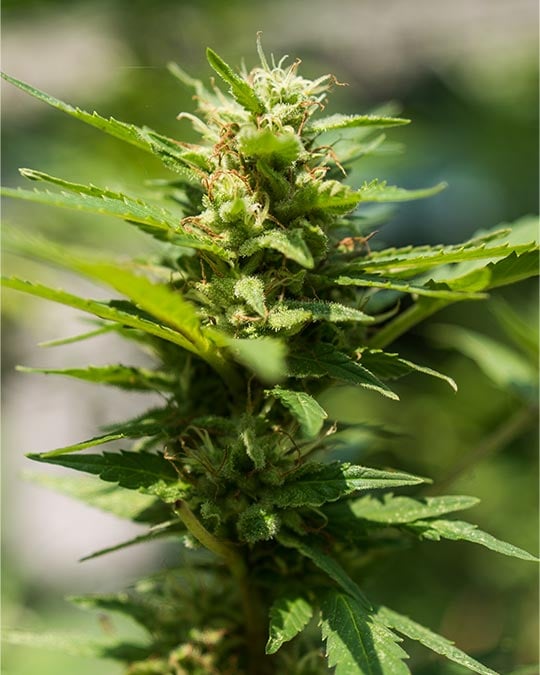 Premium-Grade Sweet Tooth Feminized Seeds Cannabis Seeds by Growers Choice Seeds, Photoperiod cannabis strain
