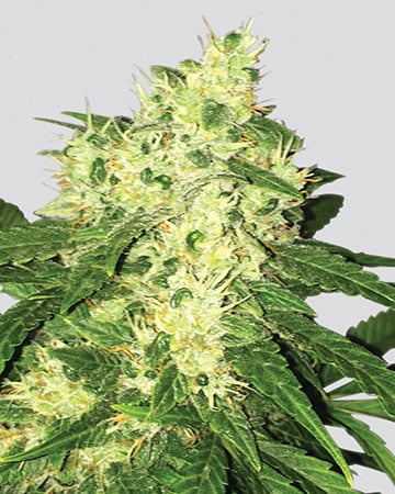 Top-Shelf Swiss Cheese Cannabis Seeds by Growers Choice Seeds, Photoperiod cannabis strain