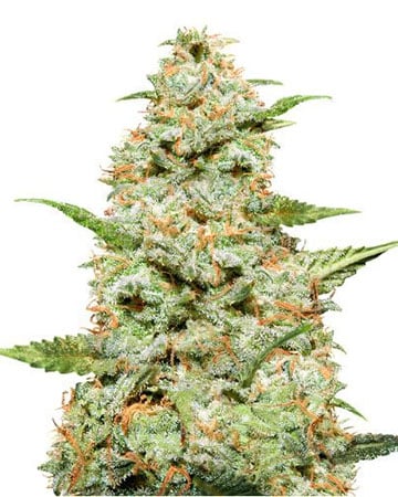 Premium Tangie Seeds by Growers Choice Seeds, Photoperiod cannabis strain