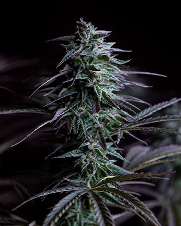 THC Bomb Autoflowering by Growers Choice Seeds, Autoflower cannabis strain