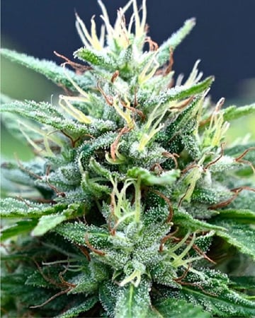 The real amnesia by Growers Choice Seeds, Photoperiod cannabis strain