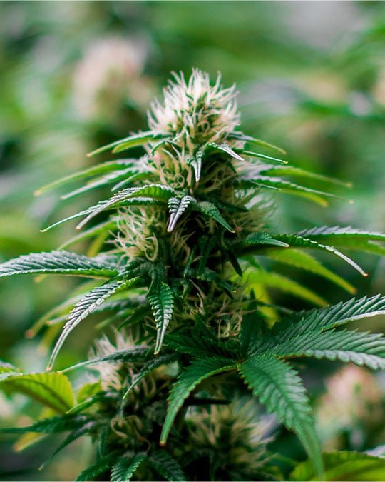 The White Seeds (Feminized) by Growers Choice Seeds, Photoperiod cannabis strain