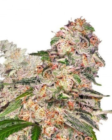 High-Potency Valentine X by Growers Choice Seeds, Photoperiod cannabis strain