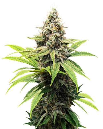Premium Wedding Crasher Cannabis Seeds by Growers Choice Seeds, Photoperiod cannabis strain