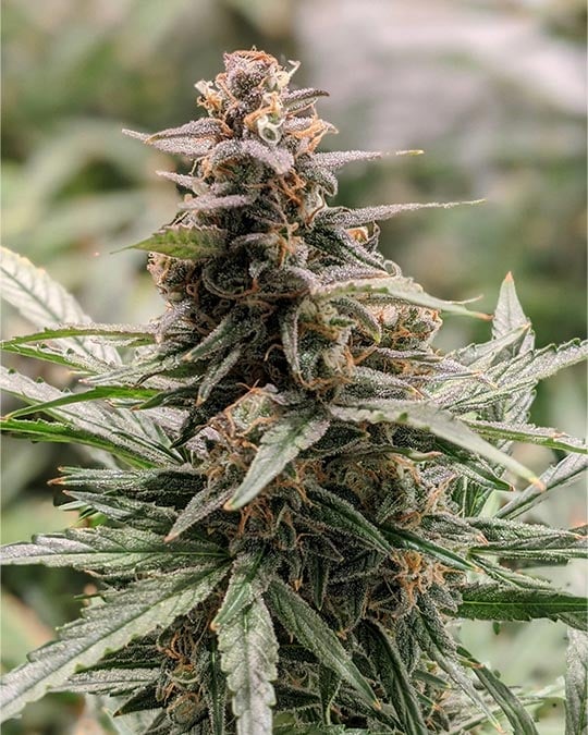 Top-Quality White Rhino Cannabis Seeds by Growers Choice Seeds, Photoperiod cannabis strain