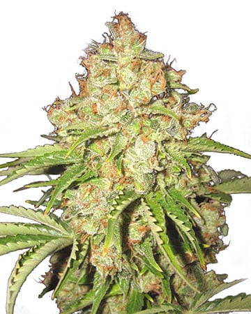 Top-Shelf White Russian Seeds by Growers Choice Seeds, Photoperiod cannabis strain