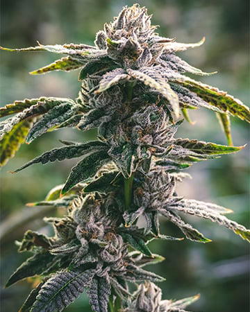 White Tahoe Cookies Auto cannabis strain