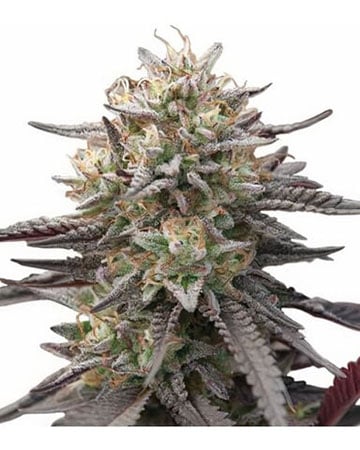High-Potency Willie Nelson Cannabis Seeds by Growers Choice Seeds, Photoperiod cannabis strain