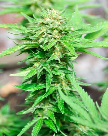 Best-Quality Willy's Wonder Cannabis Seeds by Growers Choice Seeds, Photoperiod cannabis strain