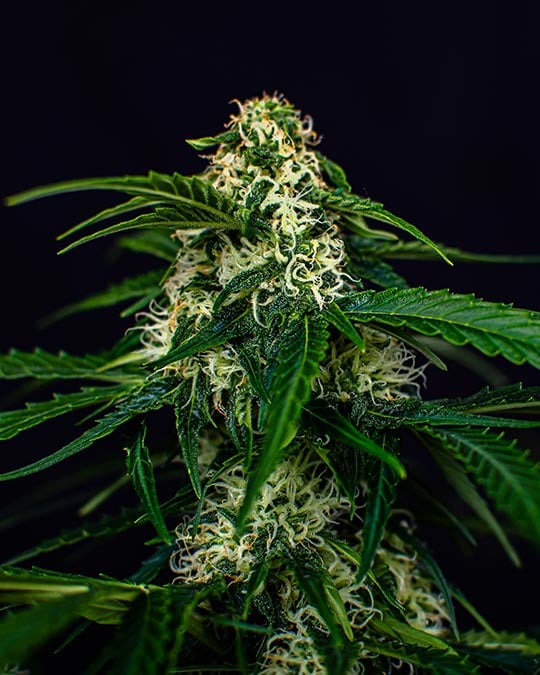 Top-Quality Wizard Punch Feminized Seeds Cannabis Seeds by Growers Choice Seeds, Photoperiod cannabis strain