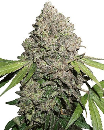 Premium-Grade XJ-13 Seeds by Growers Choice Seeds, Photoperiod cannabis strain